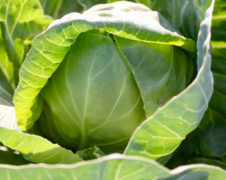 Cabbage Closeup