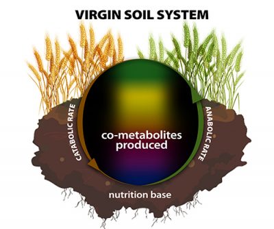 Virgin Soil System